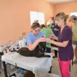 A woman is getting her cat 's nails trimmed.