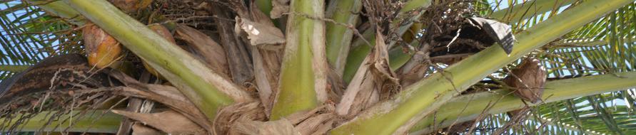 A close up of the stems and leaves of a plant.