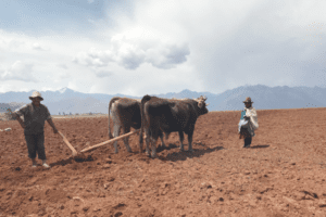 A man and two cows in the middle of an arid field.