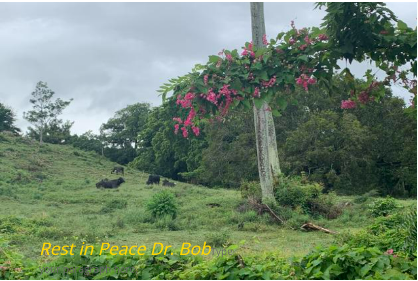 A tree with pink flowers in the middle of a field.