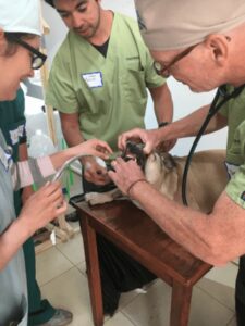 A cat being examined by two people in green shirts.