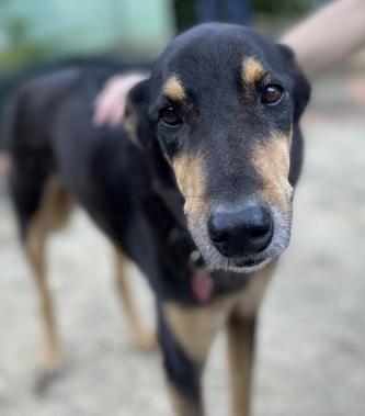 A close up of a dog with its head down