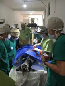 A group of doctors and nurses are performing surgery on a dog.
