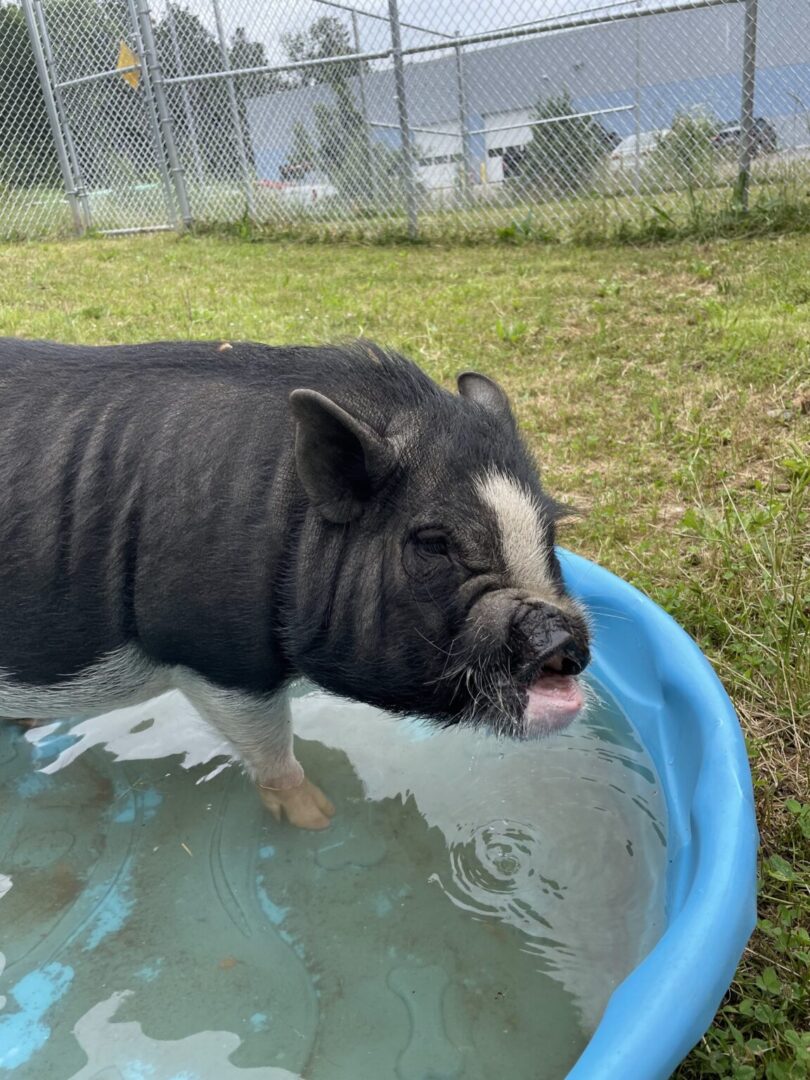 A black and white pig standing in the middle of an inflatable pool.