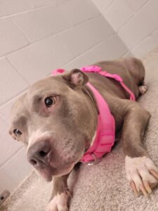 A dog with pink collar laying on the floor.