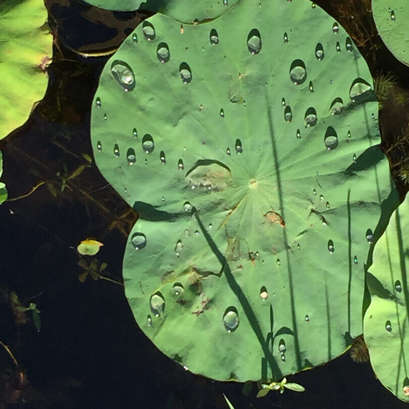 A close up of water drops on the leaves